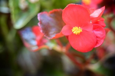 Güzel, parlak sonbahar çiçeklerini kapatın.