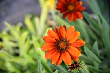 Bahçedeki güzel turuncu çiçekleri kapat.