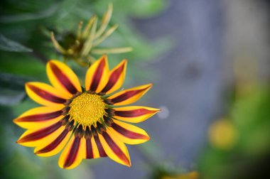 Bahçedeki güzel sarı çiçekleri kapat.