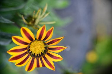 Bahçedeki güzel sarı çiçekleri kapat.