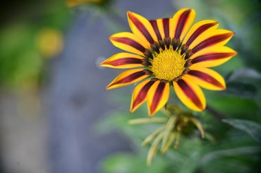 Bahçedeki güzel sarı çiçekleri kapat.