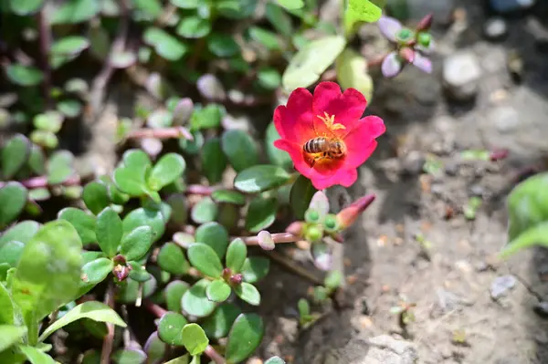Пчела Сидящая Розовом Цветке Концепция Природы — стоковое фото