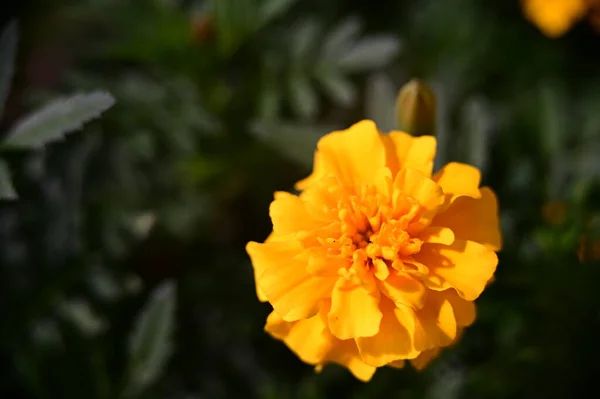 Close View Beautiful Yellow Flowers Garden — Stock Photo, Image