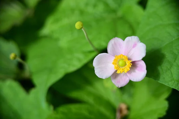 Närbild Slöja Vackra Vita Blommor — Stockfoto