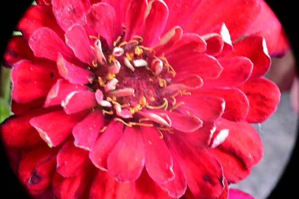 Close View Beautiful Pink Flowers Garden — Stock Photo, Image