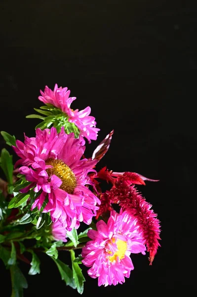 Buquê Belas Flores Cor Rosa Fundo Escuro — Fotografia de Stock