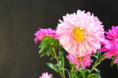 Koyu arkaplanda güzel pembe çiçekler.