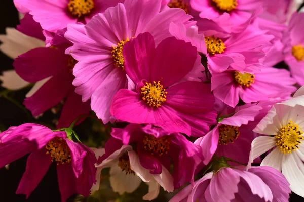 Kaunis Valkoinen Vaaleanpunainen Kukkia Mustalla Taustalla — kuvapankkivalokuva