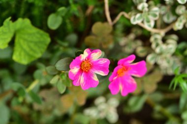 Bahçede yetişen güzel pembe çiçekler, doğa konsepti.