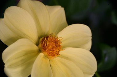 Bahçedeki güzel sarı çiçekleri kapat.