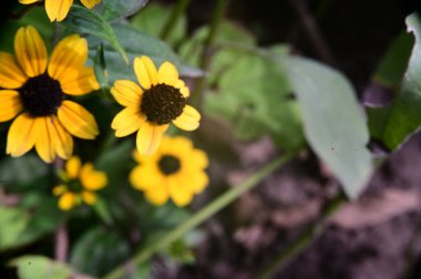 Bahçedeki güzel sarı çiçekleri kapat.