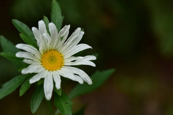 Zbliżyć Veie Piękne Białe Kwiaty — Zdjęcie stockowe