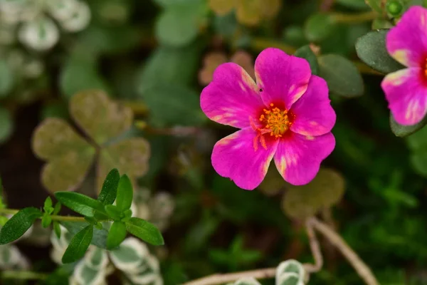 Belles Fleurs Roses Poussant Dans Jardin Concept Nature — Photo