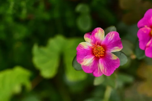 Lindas Flores Rosa Crescendo Jardim Conceito Natureza — Fotografia de Stock