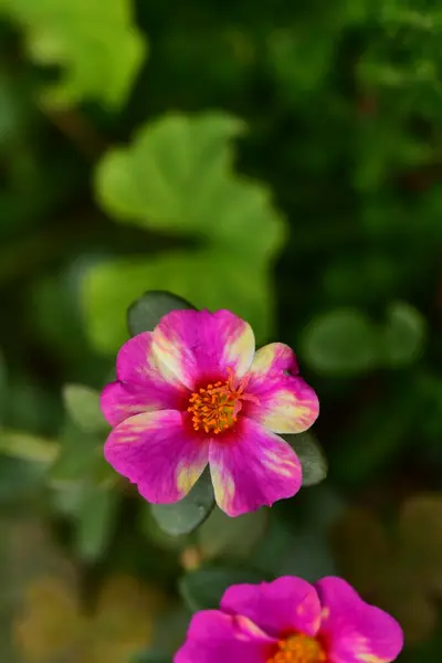 Hermosas Flores Rosadas Creciendo Jardín Concepto Naturaleza —  Fotos de Stock