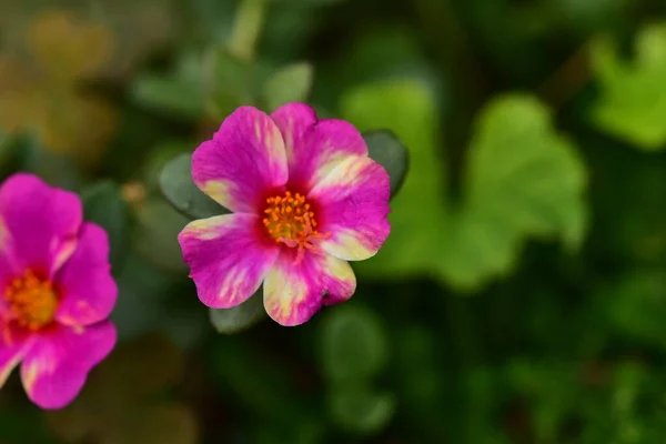 Belles Fleurs Roses Poussant Dans Jardin Concept Nature — Photo