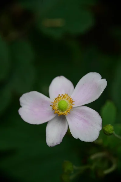 Gros Plan Veie Belles Fleurs Blanches — Photo