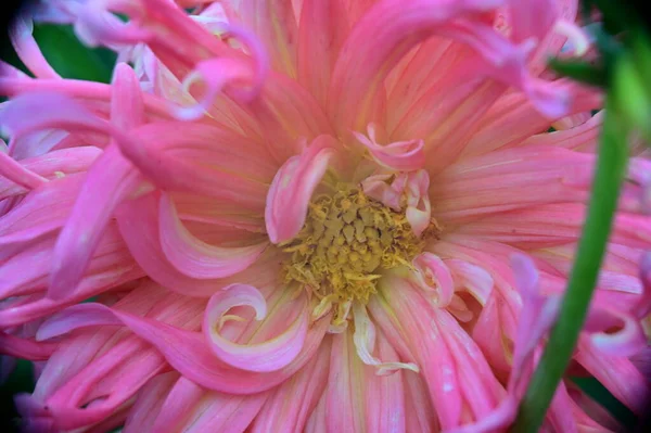 Lindas Flores Rosa Crescendo Jardim Conceito Natureza — Fotografia de Stock