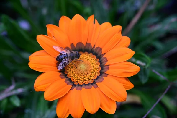 Abeille Assise Sur Une Fleur Orange — Photo