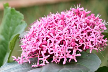 Bahçede yetişen güzel pembe çiçekler, doğa konsepti.