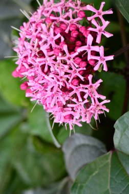 Bahçede yetişen güzel pembe çiçekler, doğa konsepti.