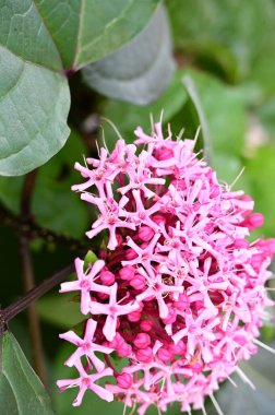 Bahçede yetişen güzel pembe çiçekler, doğa konsepti.