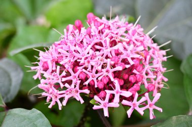 Bahçede yetişen güzel pembe çiçekler, doğa konsepti.