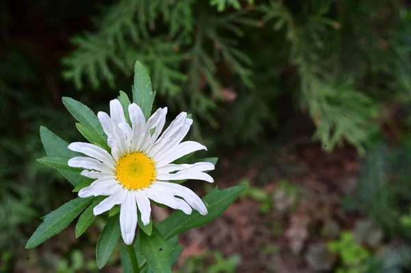 Närbild Slöja Vackra Vita Blommor — Stockfoto