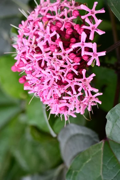 Vackra Rosa Blommor Som Växer Trädgården Natur Koncept — Stockfoto
