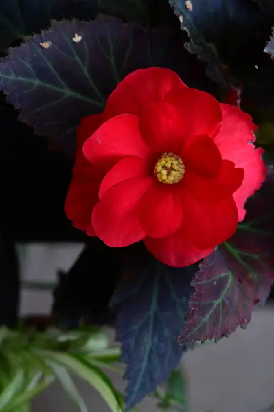 Вид Красивый Красный Цветок Саду — стоковое фото