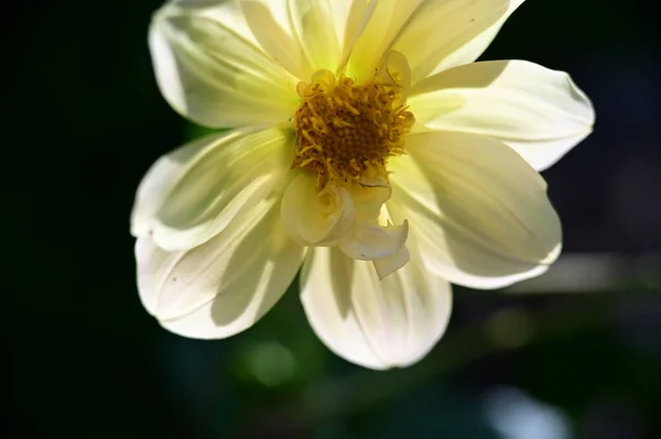 Bahçedeki Güzel Sarı Çiçekleri Kapat — Stok fotoğraf