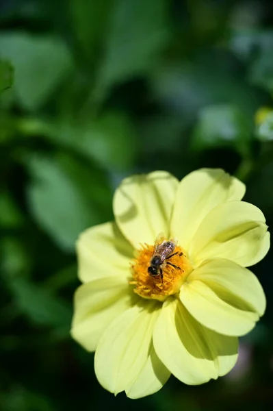 Pszczoła Siedząca Żółtym Kwiatku — Zdjęcie stockowe