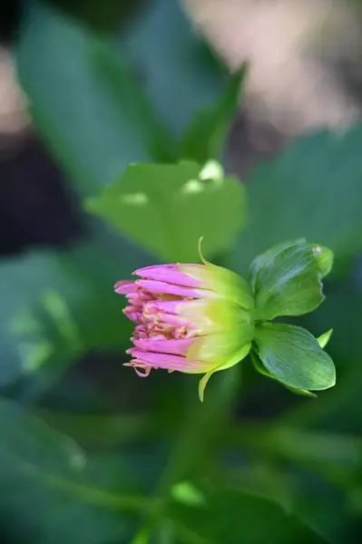 Schöne Rosa Blumen Die Garten Wachsen Naturkonzept — Stockfoto