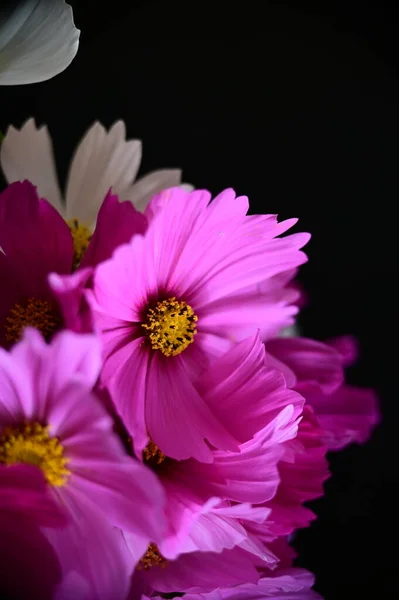 beautiful white and pink flowers on black background
