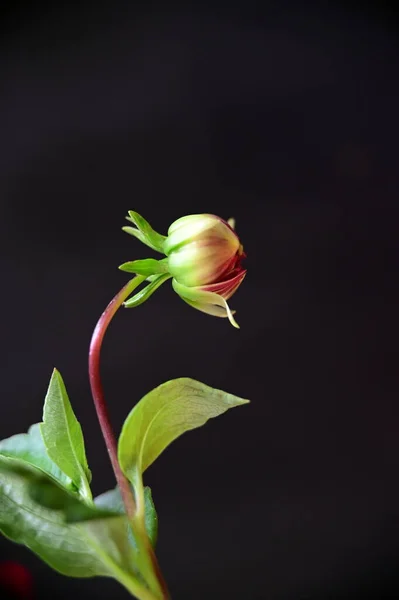Piękny Czerwony Kwiat Ciemnym Tle — Zdjęcie stockowe