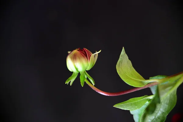 Beautiful Red Flower Dark Background — Stock Photo, Image