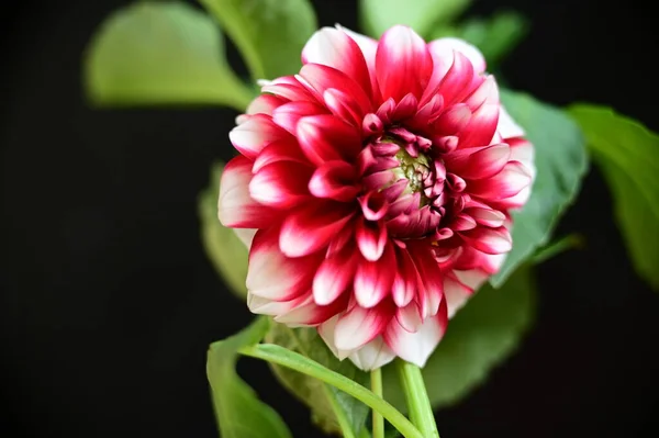 Güzel Beyaz Kırmızı Çiçek Siyah Arkaplanda — Stok fotoğraf