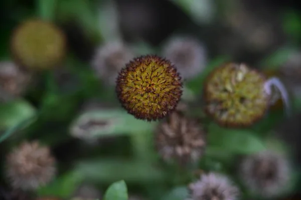 庭に花弁のない花を閉じて — ストック写真