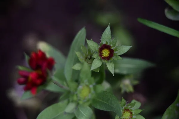 Vue Rapprochée Belles Fleurs Rouges Dans Jardin — Photo