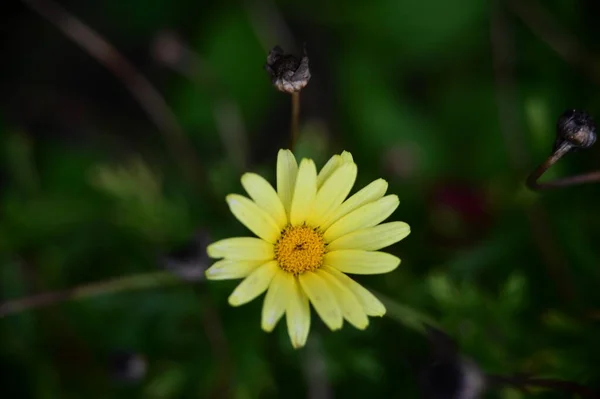 庭の美しい黄色の花を間近に見ることができます — ストック写真