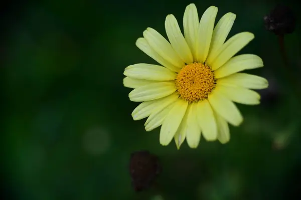 Vista Perto Belas Flores Amarelas Jardim — Fotografia de Stock