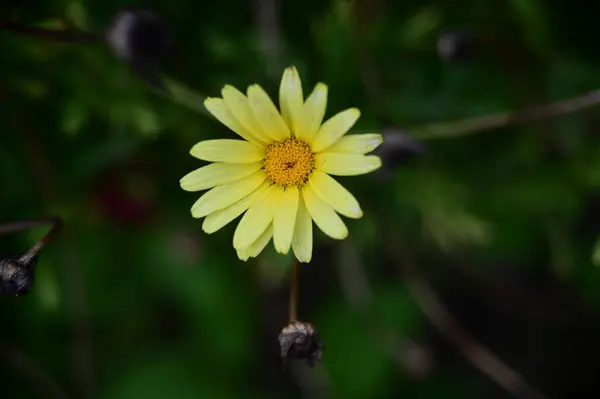 鸟瞰花园中美丽的黄花 — 图库照片