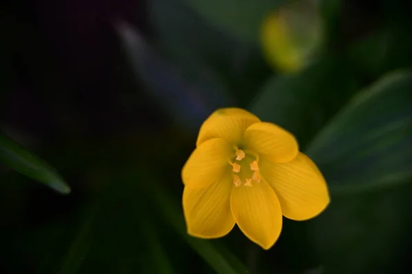 Close Zicht Mooie Gele Bloemen Tuin — Stockfoto