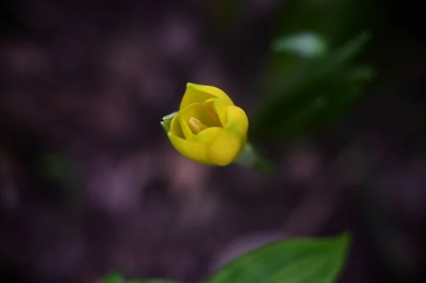 庭の美しい黄色の花を間近に見ることができます — ストック写真