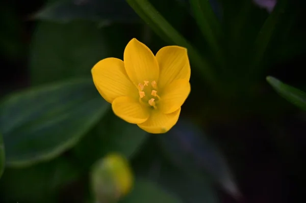 鸟瞰花园中美丽的黄花 — 图库照片