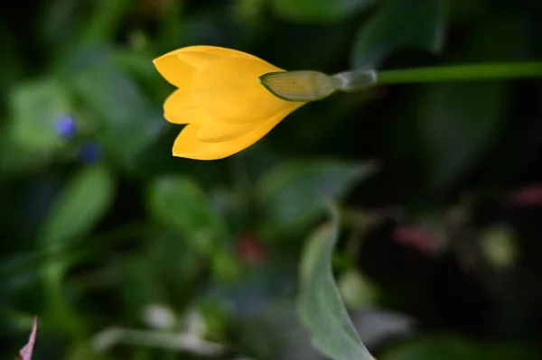 Vue Rapprochée Belles Fleurs Jaunes Dans Jardin — Photo