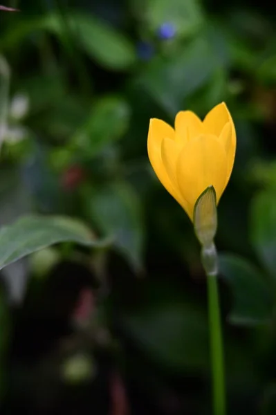 鸟瞰花园中美丽的黄花 — 图库照片