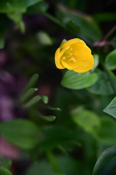 庭の美しい黄色の花を間近に見ることができます — ストック写真