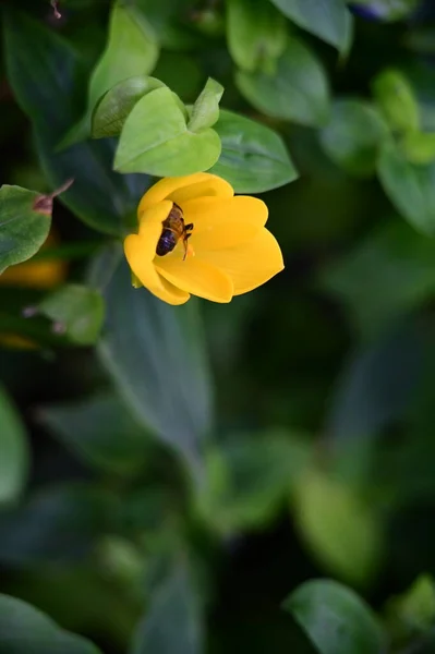 Biene Sitzt Auf Einer Gelben Blume — Stockfoto