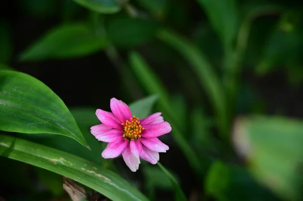 Hermosas Flores Rosadas Creciendo Jardín Concepto Naturaleza — Foto de Stock